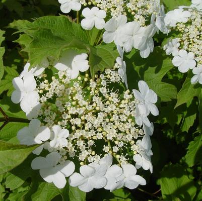 Viburnum trilobum 'Wentworth'