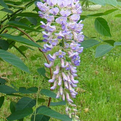 Wisteria macrostachya 'Blue Moon'