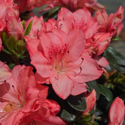 Azalea 'Blaauws Pink'