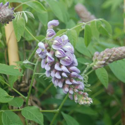 Wisteria frutescens 'Amethyst Falls'