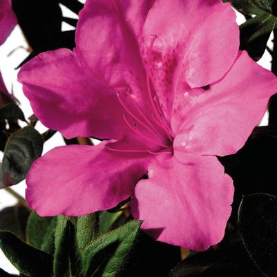 Azalea x Encore® Autumn Sangria®