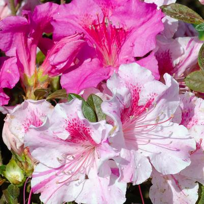 Azalea x Encore® Autumn Twist®