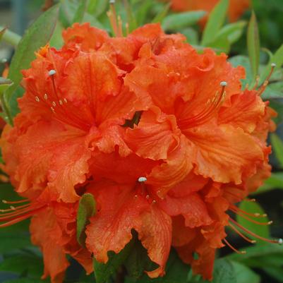 Azalea x 'Gibraltar'