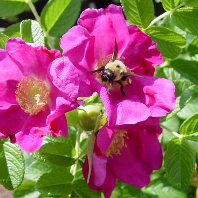 Rosa rugosa Purple Pavement