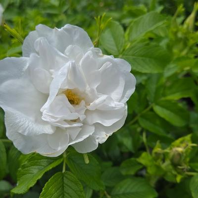 Rosa Blanc Double De Coubert