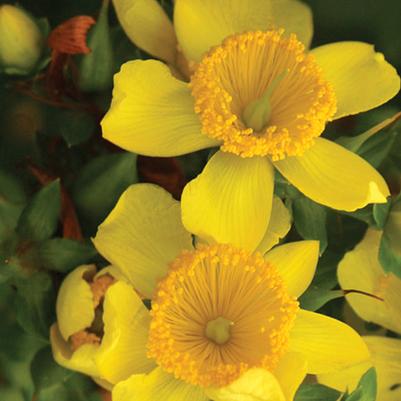 Hypericum X Sunny Boulevard®
