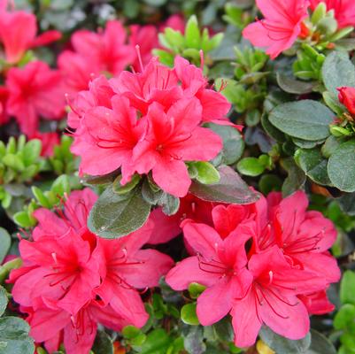 Azalea x 'Hino-crimson'