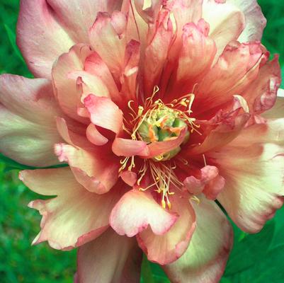 Paeonia itoh Julia Rose