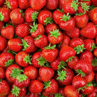 Strawberry Earliglow