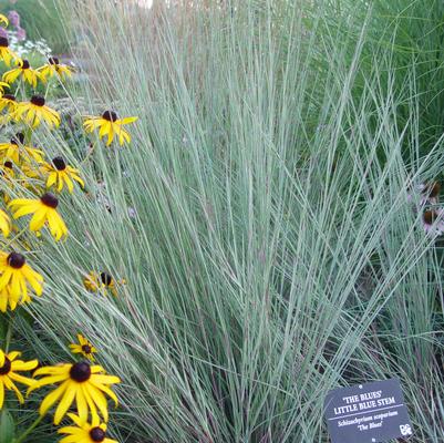 Schizachyrium scoparium 'The Blues'