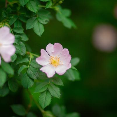 Rosa palustris 