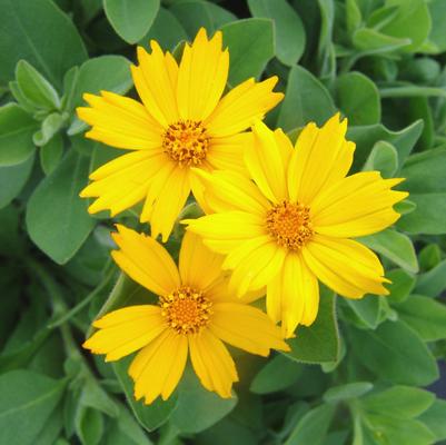Coreopsis pubescens 'Sunshine Superman'