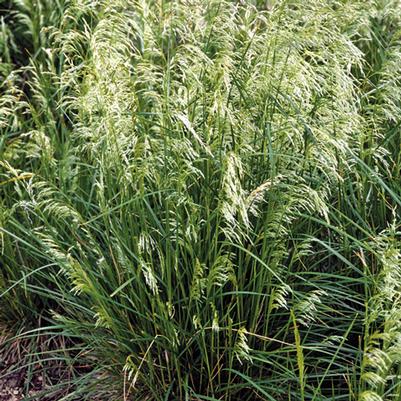 Deschampsia cespitosa 'Pixie Fountain'