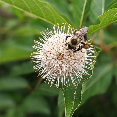 Cephalanthus occidentalis 