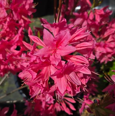 Azalea x 'Rosy Lights'