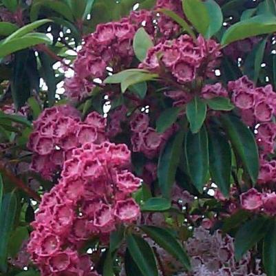 Kalmia latifolia 'Red Bandit'