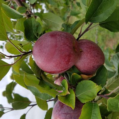 Malus x 'Macoun'