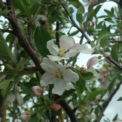 Malus x 'Red Delicious'