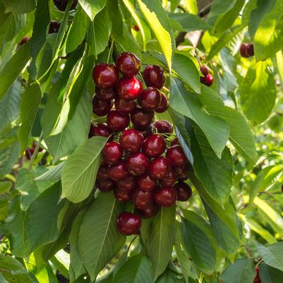 Prunus X 'Stella'