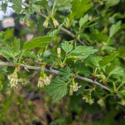 Ribes 'Hinnonmaki Red'