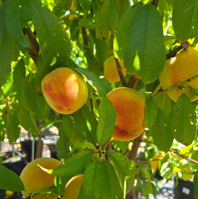 Prunus X Elberta