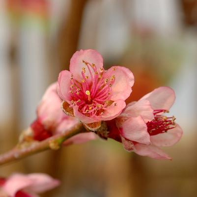 Prunus x 'Reliance'