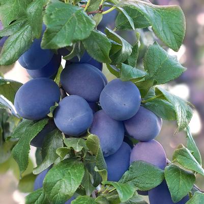 Prunus domestica 'Mt. Royal'