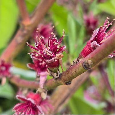 Prunus persica Glowingstar®