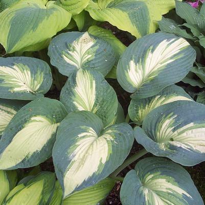 Hosta hybrid Shadowland® Shadowland® 'Hudson Bay'