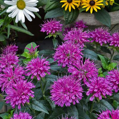 Monarda didyma Pardon My Purple