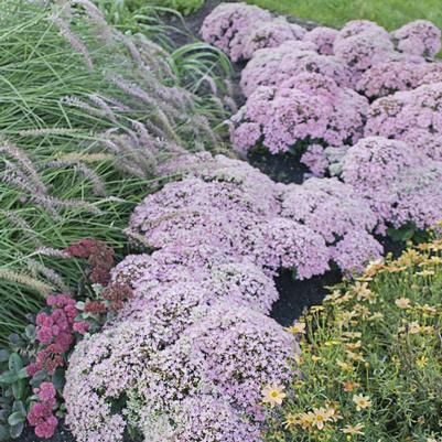 Sedum x Rock 'N Round® 'Pure Joy'