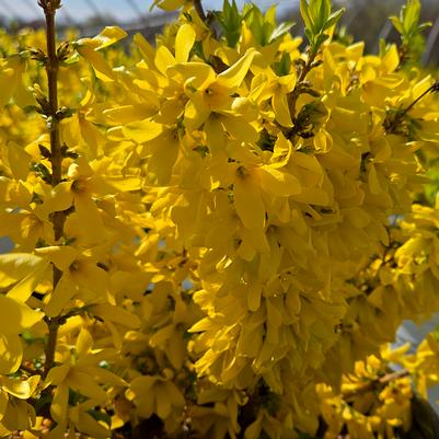 Forsythia x Show Off® Starlet