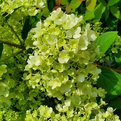 Hydrangea paniculata Bobo®