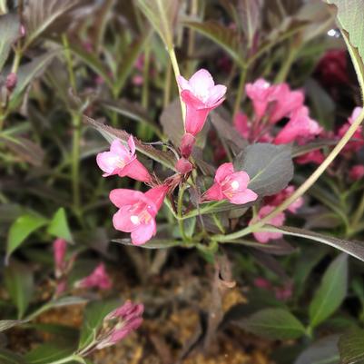 Weigela florida Spilled Wine®