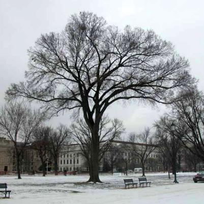 Ulmus americana 'Jefferson'