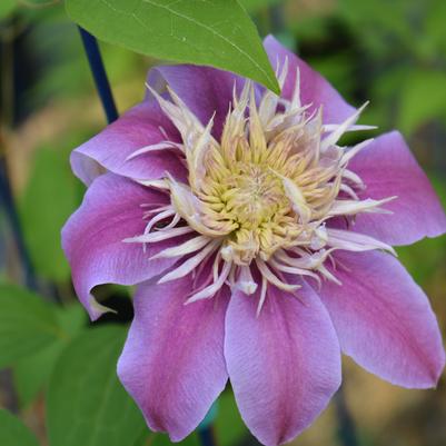 Clematis x Josephine™