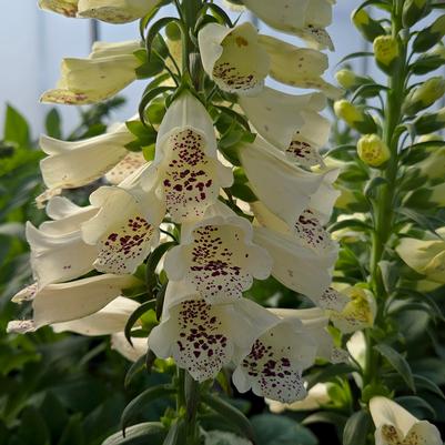 Digitalis purpurea 'Dalmatian Crème'
