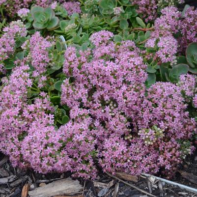 Sedum x SunSparkler® 'Lime Zinger'