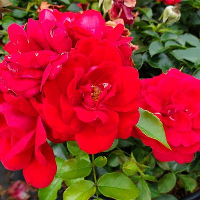 Rosa Easy Elegance® Paint The Town