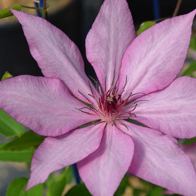 Clematis x Boulevard® Giselle™
