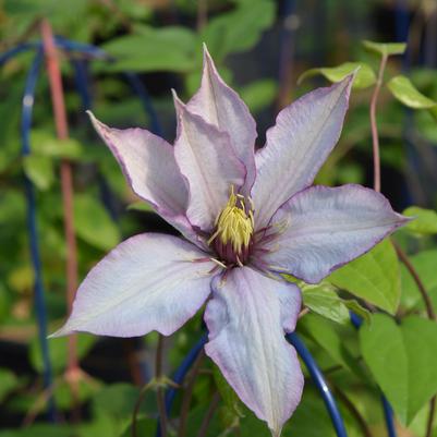 Clematis x Samaritan Jo™