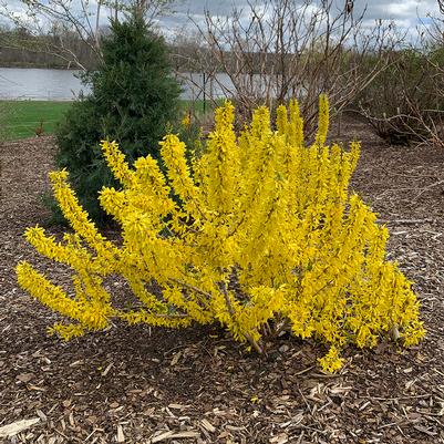 Forsythia x Show Off® Sugar Baby®