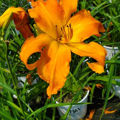 Hemerocallis Rainbow Rhythm® Rainbow Rhythm® Primal Scream