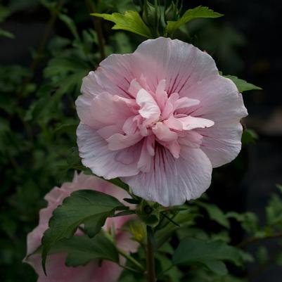 Hibiscus syriacus Pink Chiffon®