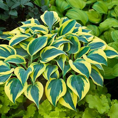 Hosta hybrid Shadowland® Shadowland® 'Autumn Frost'