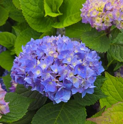 Hydrangea macrophylla Let's Dance® Let's Dance® Rhythmic Blue®