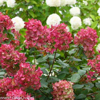 Hydrangea paniculata Fire Light®