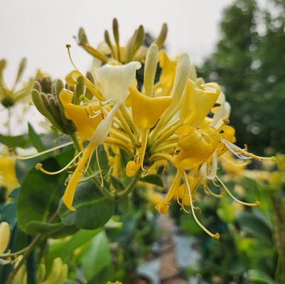 Lonicera periclymenum 'Scentsation'