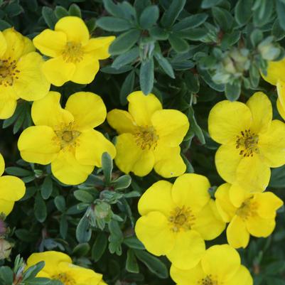 Potentilla fruticosa Happy Face® Yellow