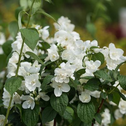 Philadelphus x virginalis Snow White™